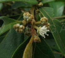 Image result for Dichapetalum madagascariense