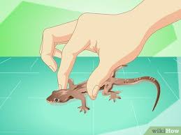Garden lizards are common in the southern united states and can be found on the east coast too. How To Catch A Common House Lizard And Keep It As A Pet 14 Steps