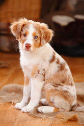 Check spelling or type a new query. Australian Shepherd Puppy Blue Merle Sitting On Fur Blanket Stockphoto