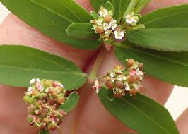Image result for Euphorbia hypericifolia