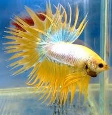 All products from dragon king crown betta fish category are shipped worldwide with no additional fees. All About Betta Fish 2013