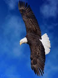 Birds Of Prey Digital Release Date Secrets Of Digital Bird Photography Bird Photography Eagle Pictures Eagle