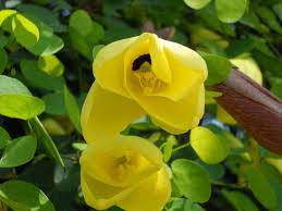 Common Name Lesser Swertia Kannada Kiraatha Thiktha Botanical Name Swertia Minor Family Gentianaceae Gentian Family Beautiful Blooms Gentian Bloom