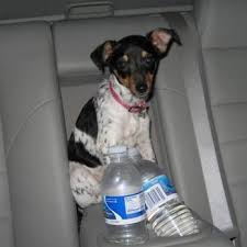 Our doctors and staff at cheyenne veterinary wellness and surgical center are committed to caring for your pet in a friendly, comfortable, and safe our modern clinic enables us to provide routine diagnostic and surgical services. Avenues Pet Clinic 21 Reviews Veterinarians 5520 Yellowstone Rd Cheyenne Wy Phone Number Yelp