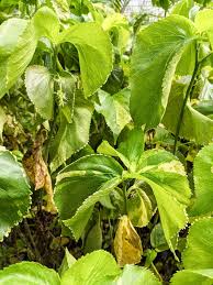 Image result for Acalypha ornata
