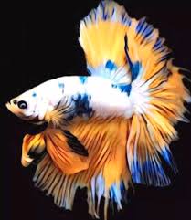 Dragon Scale Bettas Characteristics Care History And More