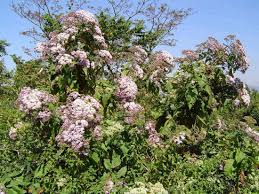 Image result for Vernonia turbinella
