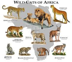 Africa is the world's second largest continent (asia is the largest). List Of Ten Wild Cat Species Of Africa Cats For Africa