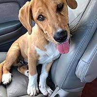 Maybe you would like to learn more about one of these? Pin By Susan Gillis On Help Save The Dogs Please 2nd Pg Basset Hound Mix Basset Hound Basset