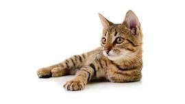 Spay/Neuter Clinic for Cats