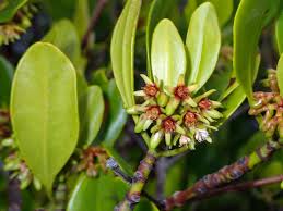 Image result for Ceriops