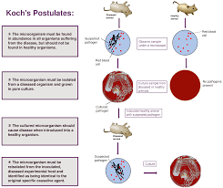 Kochs Postulates Wikipedia