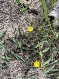 Image result for Xenostegia tridentata