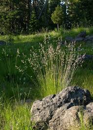 Image result for Festuca