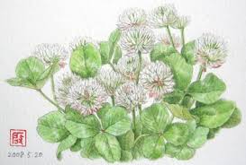 シロツメクサ 白詰草 花の絵いっぱい描きたい シロツメクサ 花 絵 絵