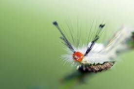 They will eat anything woody and decimate the area in which they breed and grow. Rudolph The Red Nosed Caterpillar Credit Lynn Whitt Shutterstock The White Marked Tussock Moth Orgyia Leucostigma Is Common In Eastern North America Resim