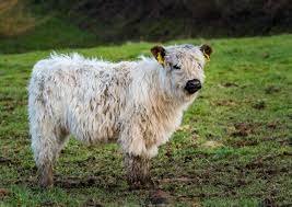 Jul 03, 2021 · hochlandrinder kuh mit kalb wegen bestandsverkleinerung abzugeben. Galloway Kalb Foto Bild Tiere Haustiere Nutztiere Bilder Auf Fotocommunity