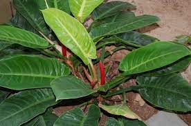 I've had it for 2 or 3 years. Self Heading Philodendron Foto De Huntington Museum Of Art Tripadvisor