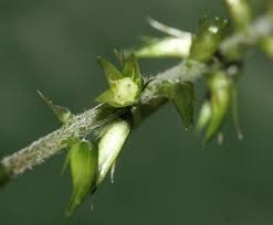 Image result for Achyranthes