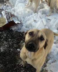 09 01 2020 Persembe Ankara Baglum Hoplayan Ziplayan Anne Ve Ailesi Patifood Da Baglum Arazi Canlari Olara In 2020 Dog Language Dogs Your Dog