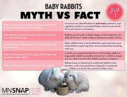 The wooden bracket is made and sold by individual craftsmen in etsy. Rabbit Faq Baby Rabbit Myths Part One Rabbit Advocates Facebook