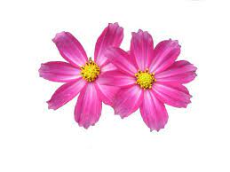 Flower Png Hd Wallpaper Hd Png Download Flower Images Free Flower Images Flower Png Images