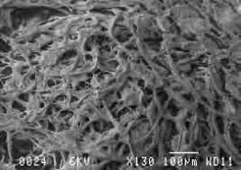 Image result for Bauhinia burrowsii