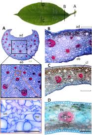 Image result for Dracaena camerooniana