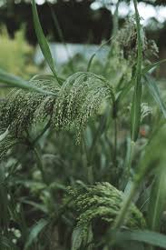 Image result for Panicum monticola