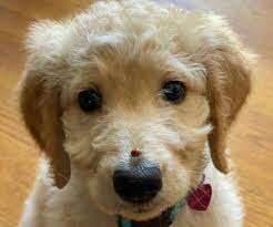 Did you know that our golden retriever parents are our own line of golden retrievers since we have f1b/ second generation: Goldendoodle Verified Dog Breeders Near Moultrie Georgia Usa Page 1 50 Per Page Puppyfinder Com
