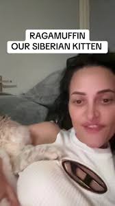Meet Raggamuffin, Our Adorable Siberian Kitten