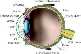 The Cornea Anatomy And Function Springerlink