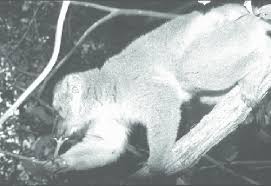 Image result for Erythroxylum platycladum