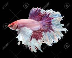 The half moon betta has a tail with a spread that is at least 180 degrees. Betta Fish Siamese Fighting Fish Betta Splendens Dumbo Halfmoon Stock Photo Picture And Royalty Free Image Image 61211665