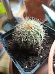 True, cacti can be difficult to garden around. Help Me Identify These Cacti Album On Imgur