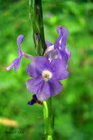 Image result for Stachytarpheta indica