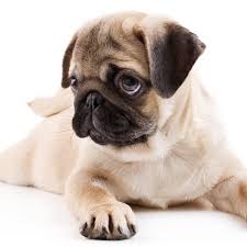 No need to find printable art; How Canines Capture Your Heart Scientists Explain Puppy Dog Eyes Animal Behaviour The Guardian