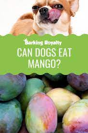 Can Dogs Eat Mango Barking Royalty Can Dogs Eat Dog Nutrition Canning