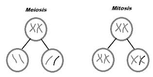 But it is important to remember that these two sections alone are not the answer key will often fail in giving the correct answers if it is based on wrong assumptions, and so, it is important to always test and check your. Mitosis Diagram