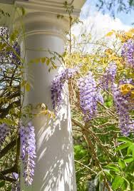 Image result for Wisteria