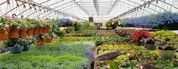 Check spelling or type a new query. Purchase Online Pleached Hedging Plants Nursery In Uk Evergreen Trees Nursery In Uk Hedging Plants Organic Fruit Trees Fruit Tree Nursery