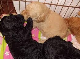 We found that standard poodle puppy prices can vary from $400 to $20 000, with the average price of a standard poodle puppy at $1 500. Akc Standard Poodle For Sale In Jackson Tennessee Classified Americanlisted Com