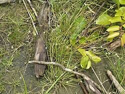 Image result for Lipocarpha atra