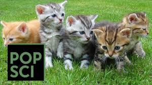Black male kitten with faint grey stripes. Kittens From The Same Litter Don T Always Have The Same Parents Popular Science