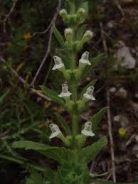 Image result for Equilabium stenosiphon