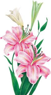 Tubes Fleurs Page 5 Blog De L Ile De Kahlan Peinture Lys Comment Dessiner Une Fleur Coloriage Fleur