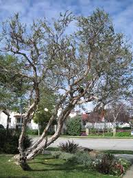 Melaleuca Nesophila Pink Melaleuca Front Yard Plants Melaleuca Tree Melaleuca