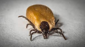 Sit down for a moment on a fallen log this time of year, even on a piece of plastic, and you're bound to pick one up. Tick Season In Florida How To Keep You Your Family And Your Pets Safe Wftv