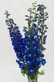 Hybrid Dark Blue Delphinium Flowers And Fillers Flowers By Category Sierra Flower Finder Delphinium Flowers Blue Flower Arrangements Dark Blue Flowers