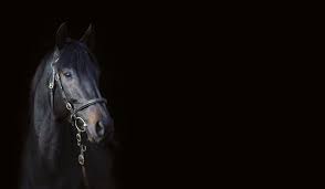 Check spelling or type a new query. Freitag 1 August Der Deutsche Newsletter Fur Vollblutzucht Rennsport Mit Dem Galopp Portal Unter Traber Derby Pdf Free Download